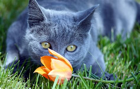 2048x1309 Cat Animals Flowers Wallpaper Coolwallpapersme