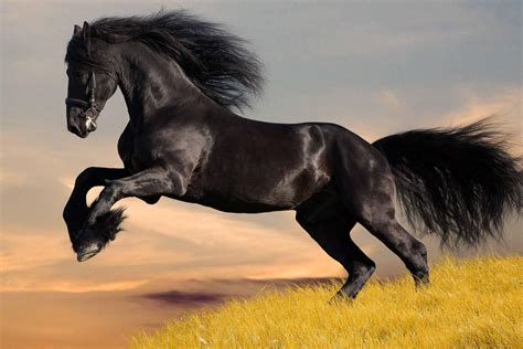 Os Cavalos Mais Fofos Do Mundo