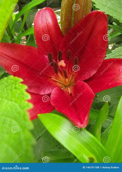 Macro Red Lily With Green Leaf Detail Stock Photo Image Of Stems