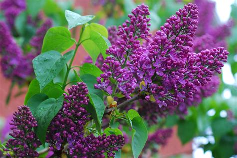 Purple Lilacs January Through April Lilac Flowers Purple Lilac