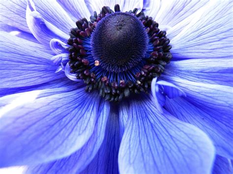 Purple Flower In Macro Shot Photo Free Anemone Image On Unsplash