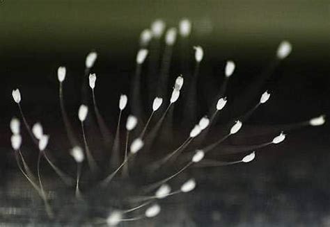 Salah satu keunikan dari bunga ini adalah dapat tumbuh diberbagai media tidak hanya tanah. The Truth of the Udumbara Flower | ABN