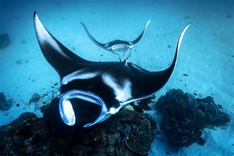 Image Result For Manta Ray Underwater Ocean Creatures National