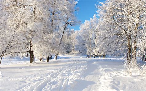 Trees Covered With Snow Hd Wallpaper Wallpaper Flare