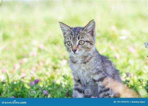 Portrait Of A Tabby Kitten In Green Grass Meadow Little Kitten Posing