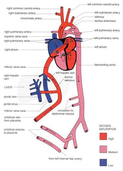 Fetal Circulation