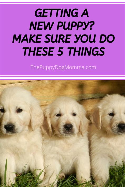 The 5 Things You Must Do When Bringing Home A New Puppy The Puppy Dog