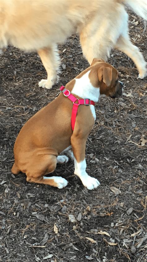 Find the perfect boxer puppy for sale in north carolina, nc at puppyfind.com. Boxer Puppies For Sale | Raleigh, NC #177396 | Petzlover