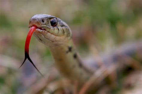 Snake Forked Tongue Reptile Free Photo On Pixabay Pixabay
