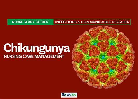 Chikungunya Virus Nursing Care Management And Care Plan Nurseslabs