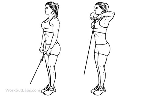 Cable Upright Rows Yoga Poses Guide By Workoutlabs