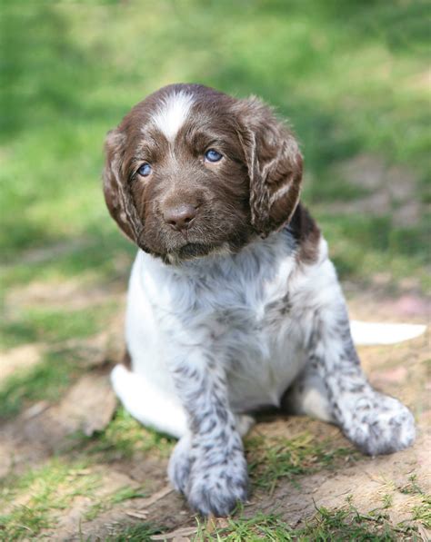 german wirehaired pointer info temperament puppies pictures