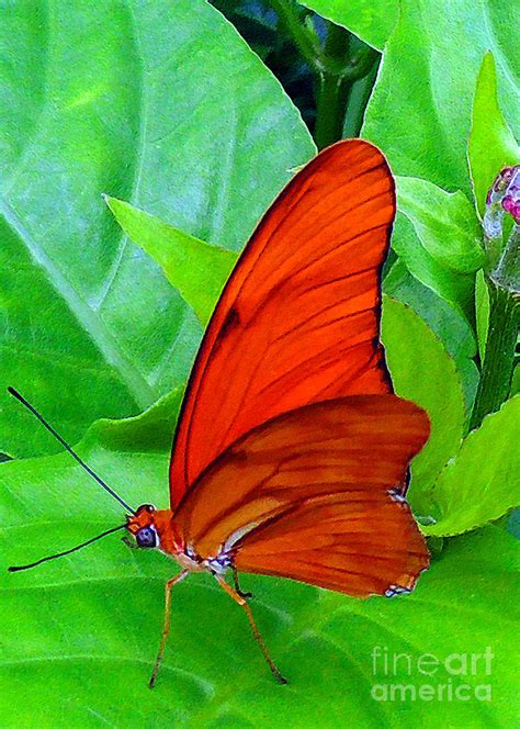Brilliant Butterfly Photograph By Lydia Holly Fine Art America