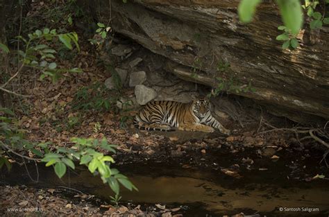 Tigers Of Bandhavgarh Banbehi Toehold Travel Photography