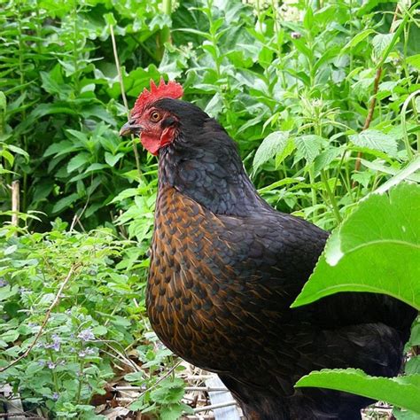 Black Sex Link Chickens Buyer Care Guide
