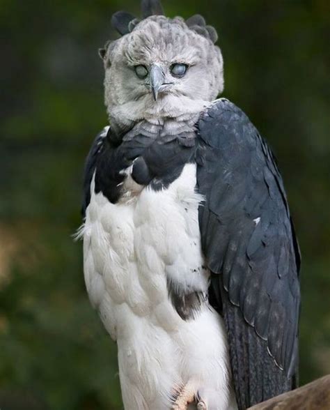The Harpy Eagle The Largest And Most Powerful Raptor Found In The