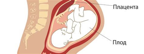 Низкая плацента при беременности: чем опасна и как рожать ...