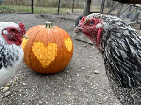 Feeding Your Chickens Pumpkins For A Fall Treat Flockjourney