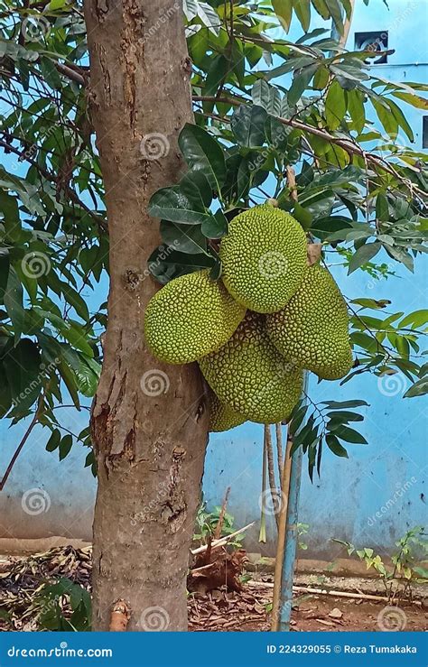 Jackfruit Tree Is Bearing Fruit Stock Image Image Of Jackfruit