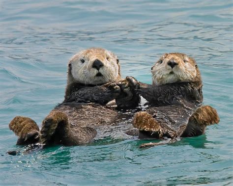 4 Sea Otters Twitter Search Otters Holding Hands Baby Otters Otters