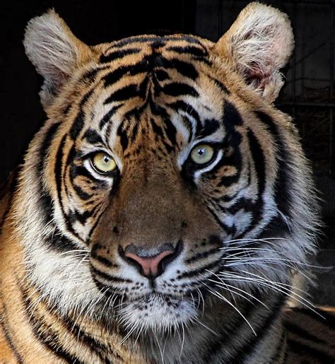 Tiger Portrait Closeup Photograph By Ronda Ryan Fine Art America