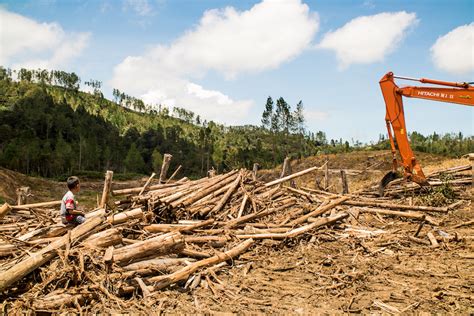 Hidup Di Garis Depan Krisis Deforestasi Di Indonesia Situs Hijau