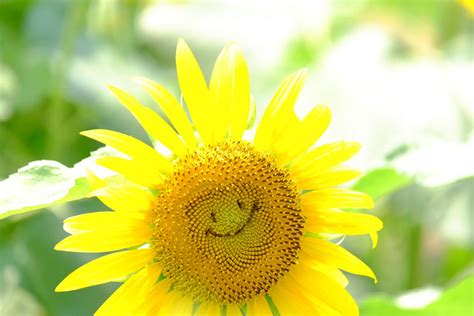 We Heart It Flower Kawaii And Sunflower