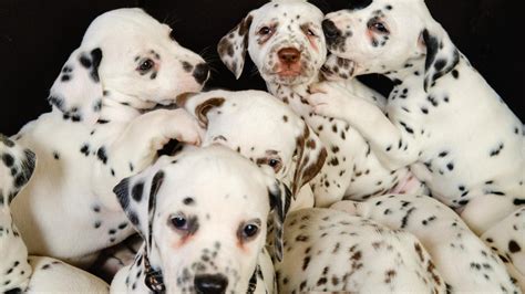 It's not a big surprise to anyone who knows me, or follows my blogs, that. World-record 19 dalmatian pups born in Australia | KidsNews