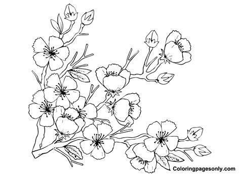 Cherry Blossom Coloriage Dessin Coloriage Jeux Coloriage Porn Sex Picture