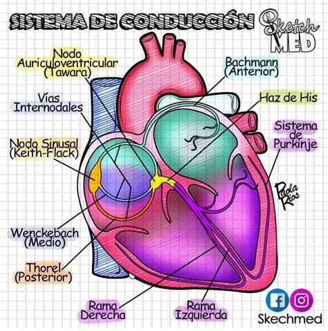 Sistema De Conducción Anatomía Médica Anatomia Cardiaca Anatomía