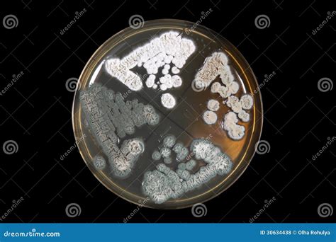 Penicillum Fungi On Agar Plate Over Black Stock Photo Image Of