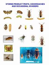 Uk Pest Identification Photos