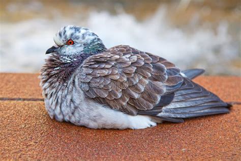 Fat Pigeon Royalty Free Stock Photo Image 17746085