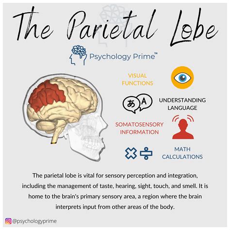 Parietal Lobe And Its Body Parts