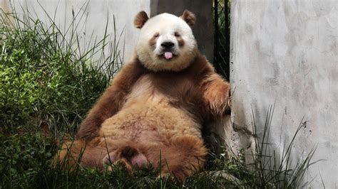 Qinling Panda Sticking Its Tongue Out Raww