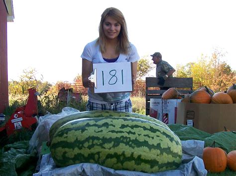 Giant Watermelon Picture 181berry 2011