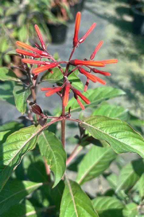 Texas Firebush Hamelia Patens For Sale Online Quick Delivery In The Uae Plantshopme