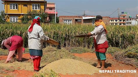 Nepali Farmer Lifestyle Primitive Technology Of Paddy Harvest Daily Life Of Nepali Village