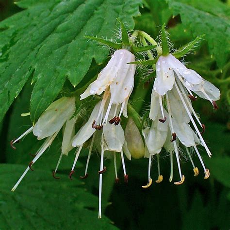 Hydrophyllum Virginianum 1 Virginia Waterleaf Scioto Gardens Nursery