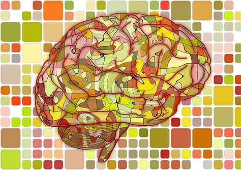 Clues To Brain Differences Between Males And Females Neuroscience News