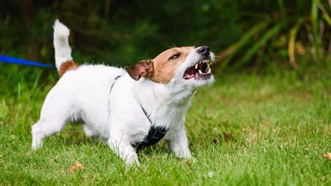 Dog Aggression What Is It And How Do You Stop It My Pup Training