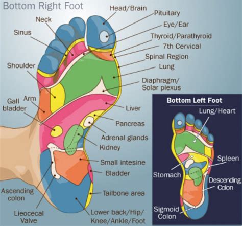 Foot Reflexology Reflexology Foot Reflexology Reflexology Chart