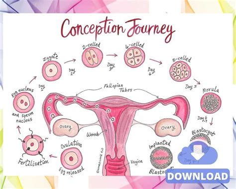 Conception Anatomy Diagram Pregnancy Illustration Handout Download