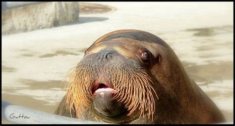 Friendly Walrus Drowns Trainer And Tourist Nature World News