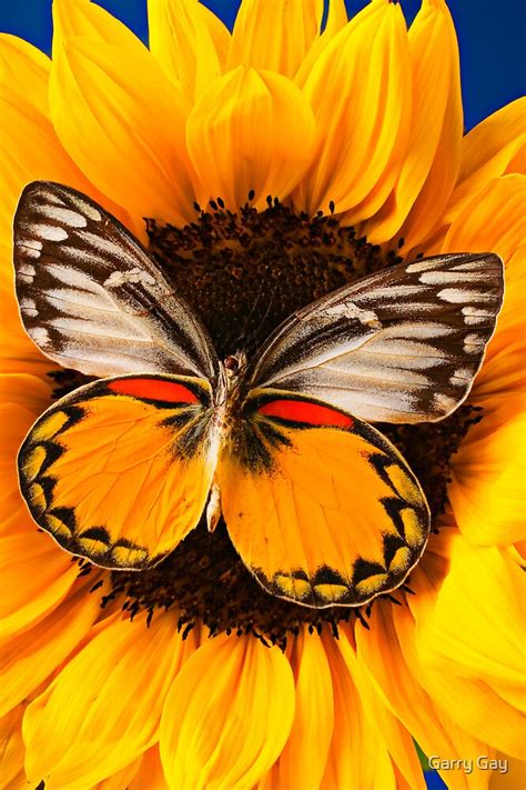 Butterfly On Sunflower By Garry Gay Redbubble