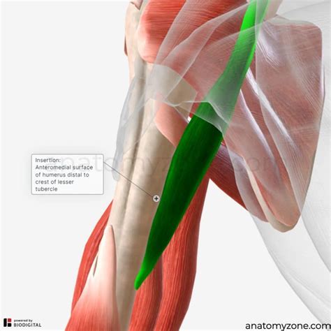 Coracobrachialis Muscle Origin Insertion Action 3d Model Anatomyzone