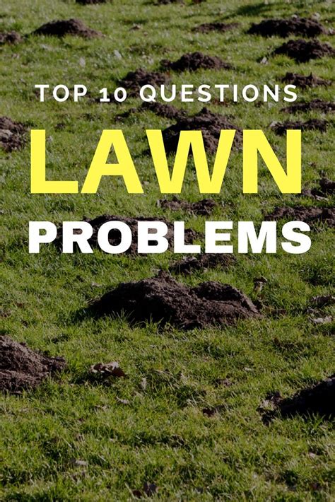 Top 10 Questions About Lawn Problems Gardening Know Hows Blog Lawn