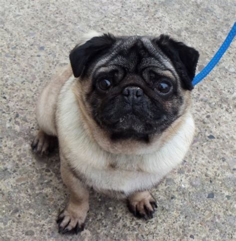 Morris 6 Year Old Male Pug Available For Adoption
