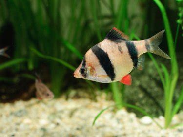 The base color of tiger barbs is usually golden yellow. Tiger Barbs