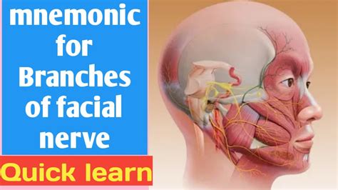 Branches Of Facial Nerve Mnemonics Facial Nerve Easy Learn